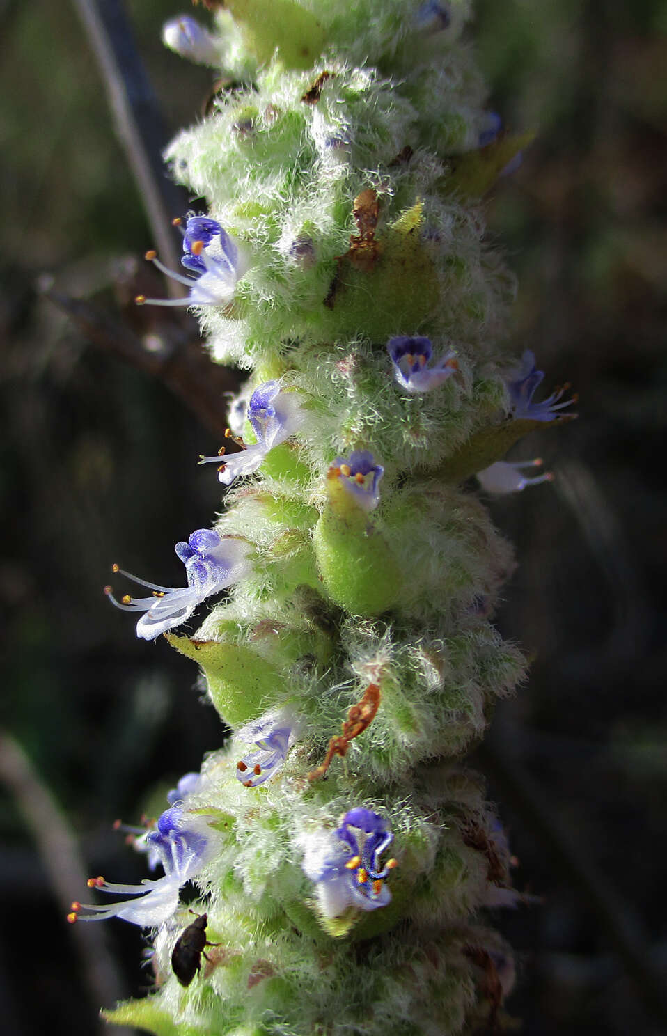 صورة <i>Coleus cylindraceus</i>