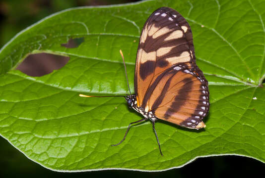 Image of Isabella’s Longwing