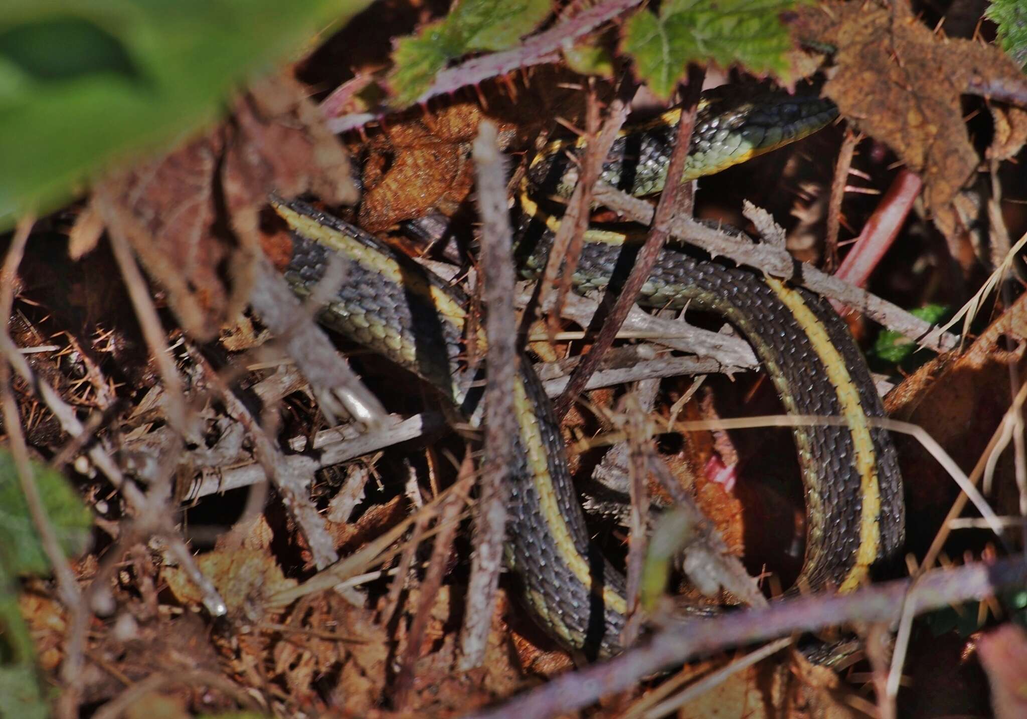 Image of Thamnophis atratus atratus (Kennicott ex Cooper 1860)