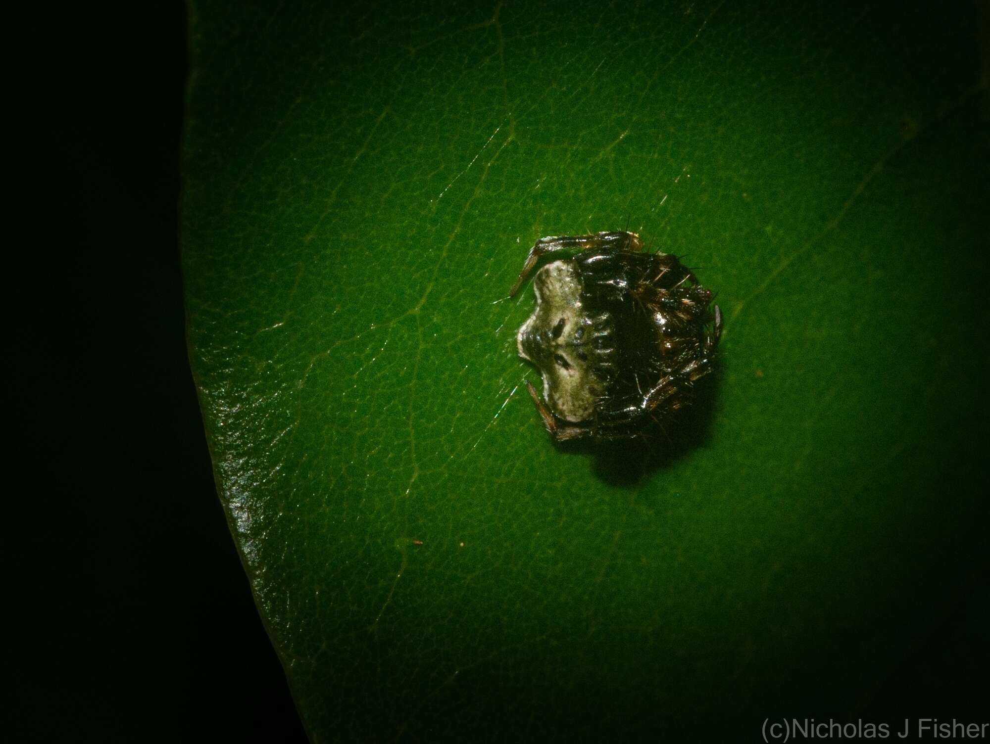 Image of Arkys speechleyi (Mascord 1968)