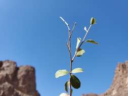 صورة Colubrina californica I. M. Johnst.