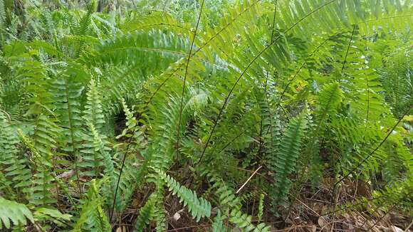 Слика од Nephrolepis exaltata (L.) Schott