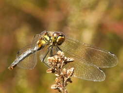 Image of black darter