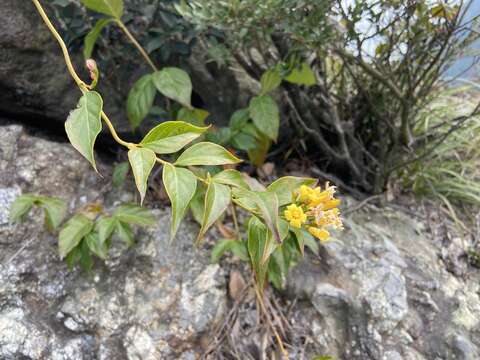 Plancia ëd Gelsemium elegans (Gardner & Champ.) Benth.