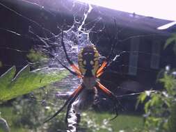 Image of Black-and-Yellow Argiope