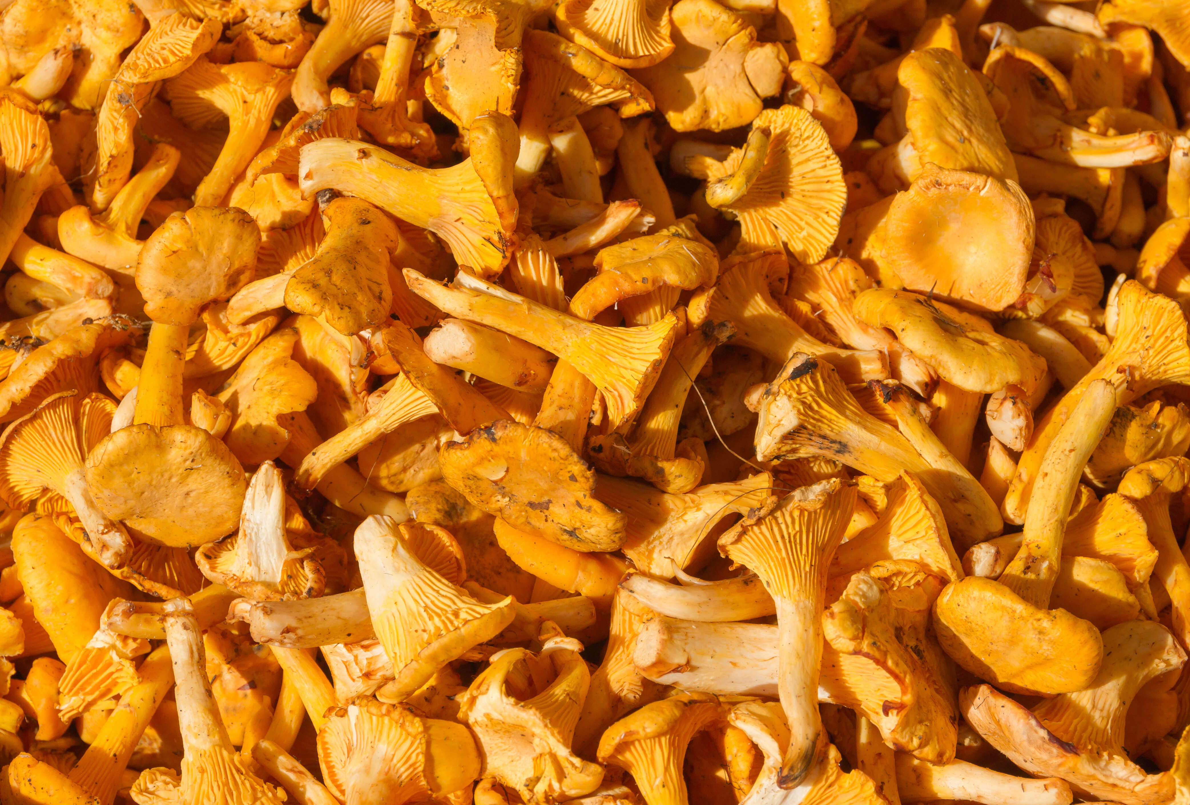 Image of Chanterelle