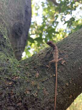 Image of Okinawa Tree Lizard