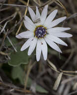 Image of Free State daisy