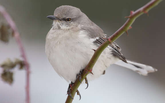 Image of Northern Mockingbird