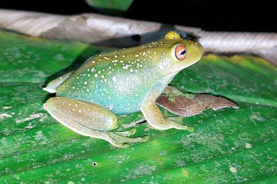 Image of Guinle Treefrog