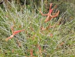 Anisacanthus linearis (Hagen) J. Henrickson & E. J. Lott resmi