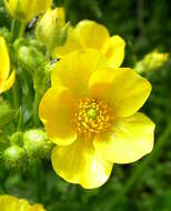 Image of Azores buttercup