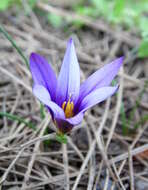 Image of crocus-leaved ROMULEA