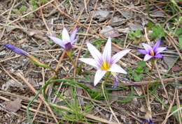 Image of crocus-leaved ROMULEA