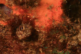 Image of Bluntspine Blenny