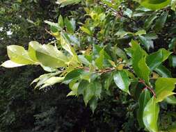 Prunus caroliniana (Mill.) Ait. resmi