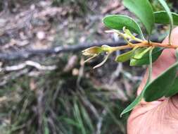 Image of Persoonia sericea A. Cunn. ex R. Br.