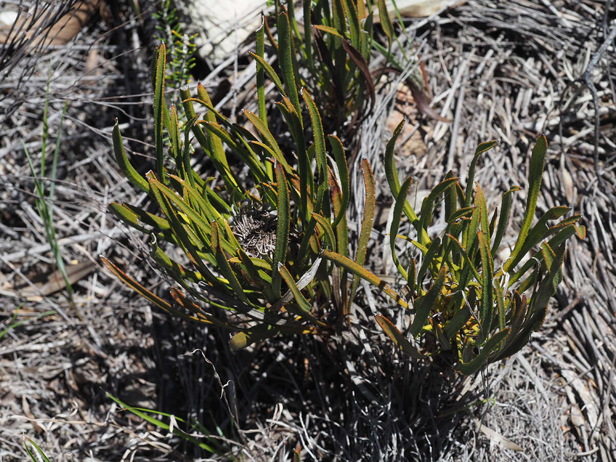 Image de Protea denticulata Rourke