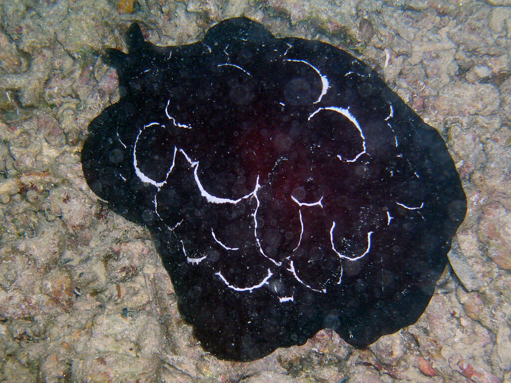 Image of Forskal's side-gilled sea slug