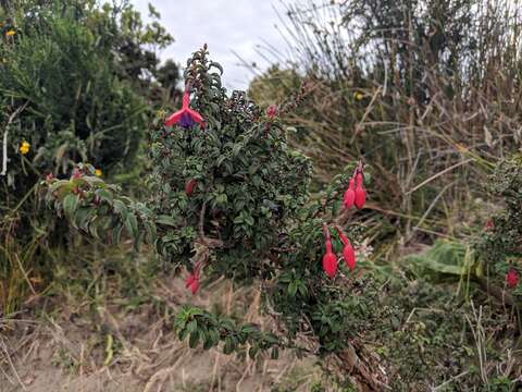 Fuchsia magellanica Lam. resmi