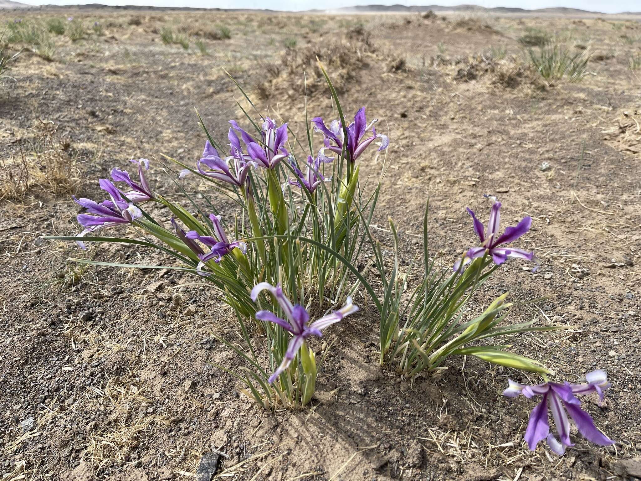 Plancia ëd Iris bungei Maxim.