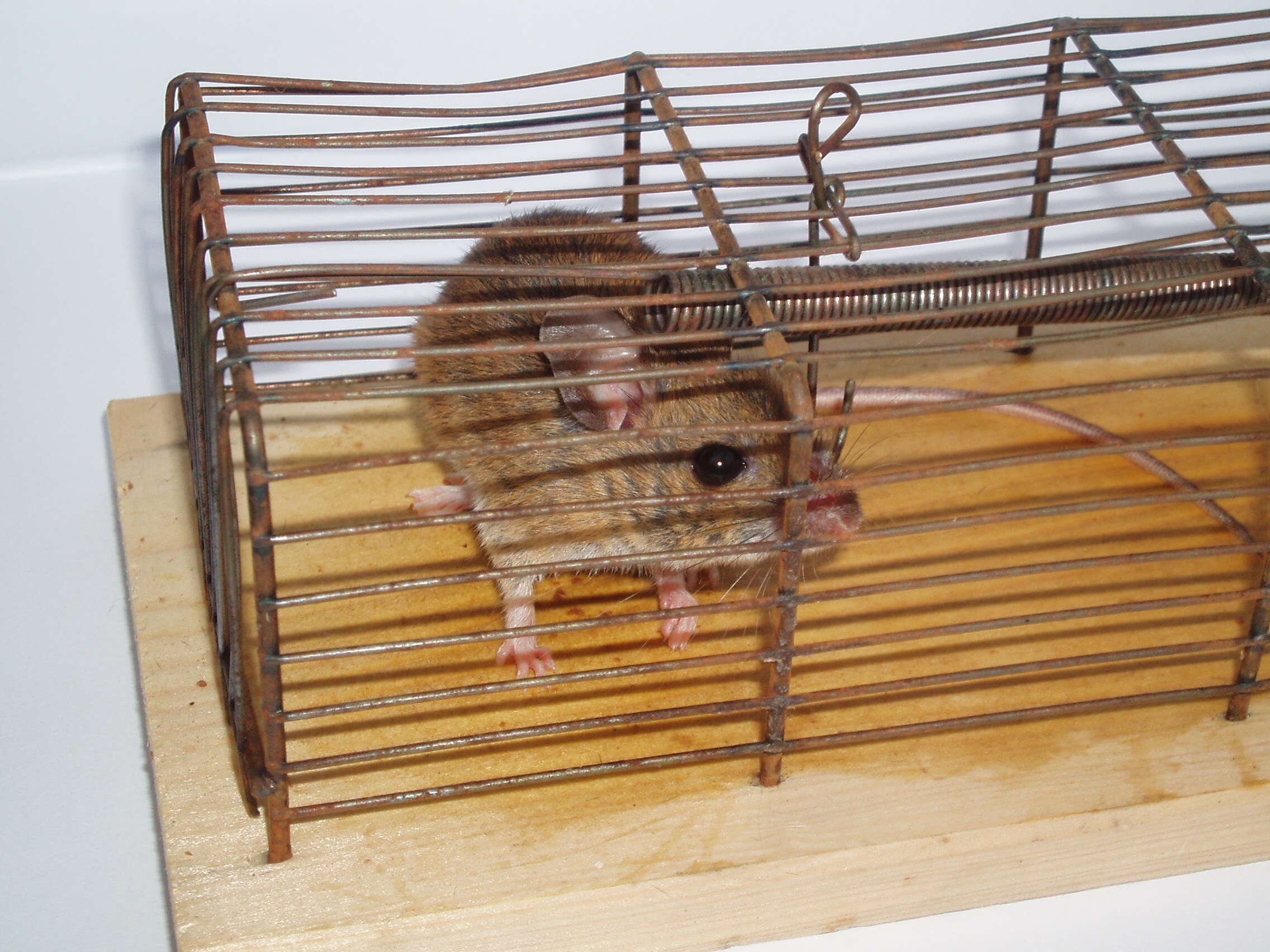 Image of wood mouse, long-tailed field mouse