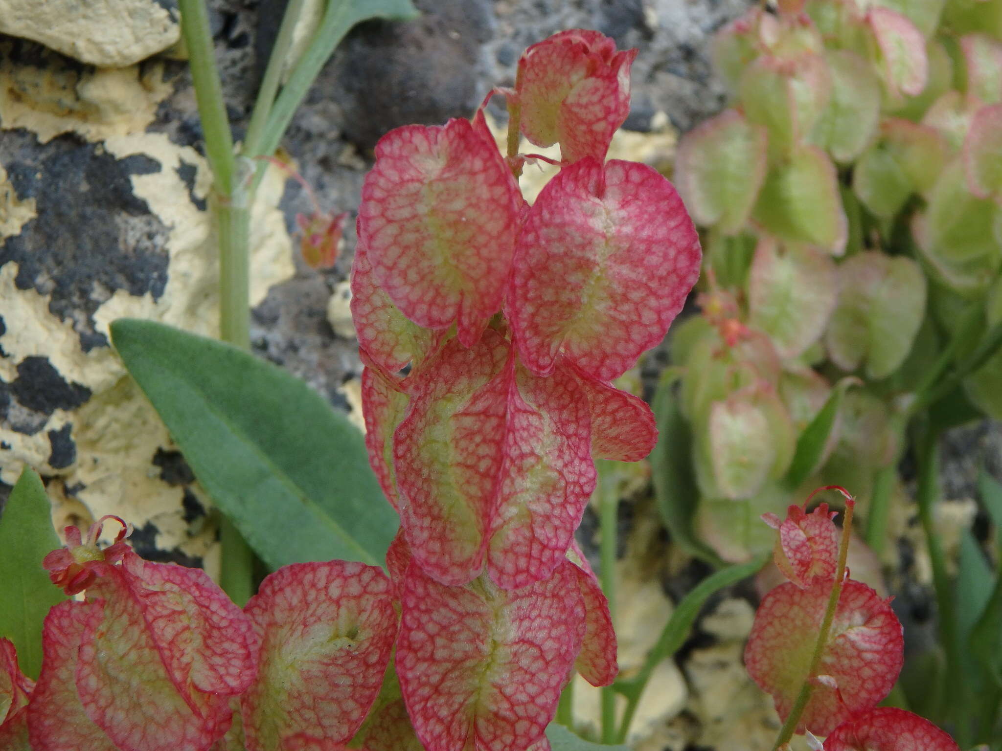 Rumex vesicarius L.的圖片