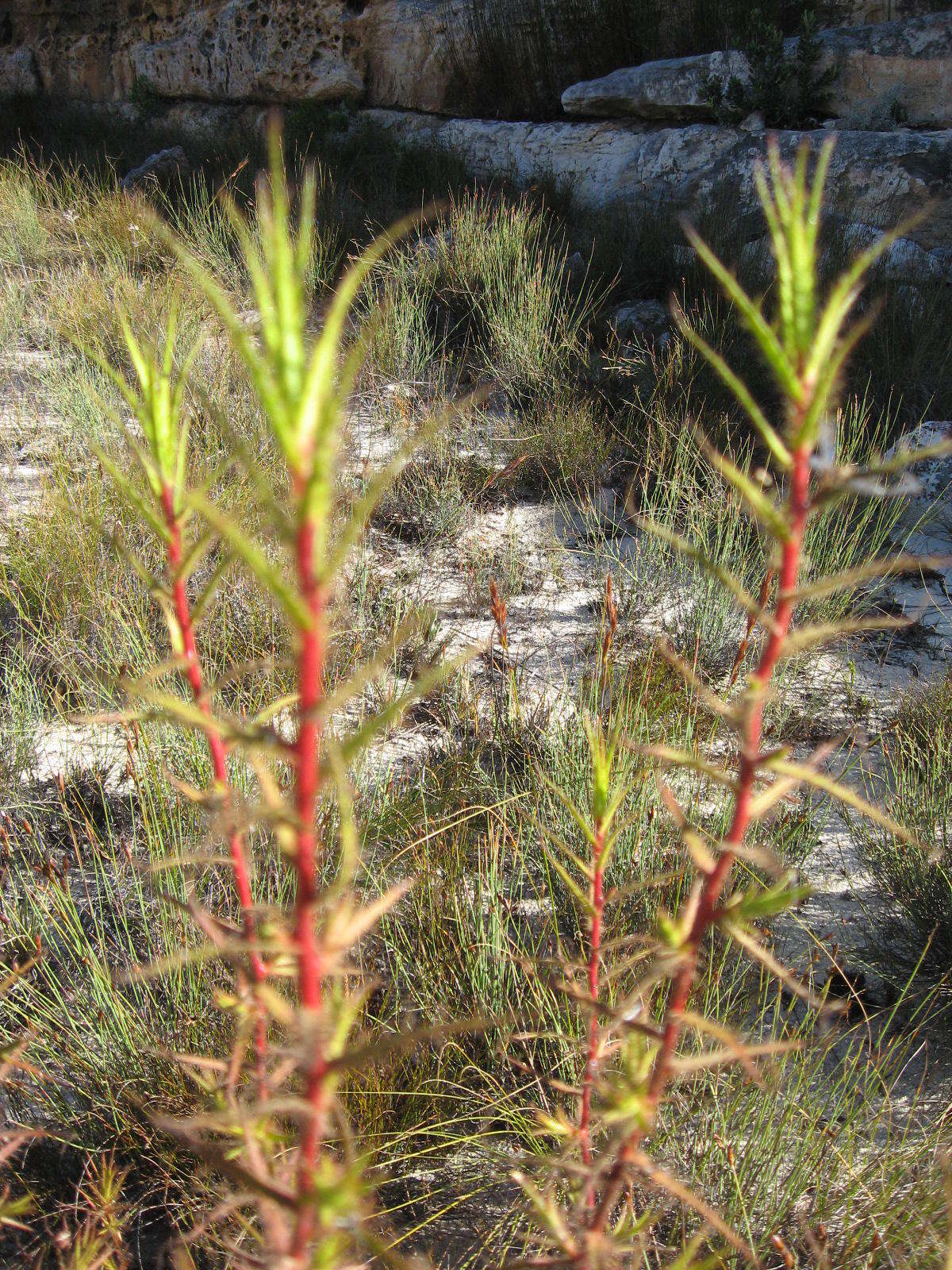 Image of Roridula dentata L.