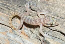 Image of Pachydactylus visseri Bauer, Lamb & Branch 2006