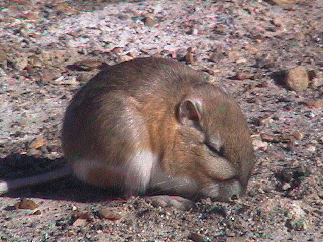 Image of Chisel-toothed Kangaroo Rat