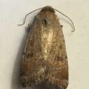 Image of Abagrotis dodi McDunnough 1927