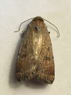 Image of Abagrotis dodi McDunnough 1927