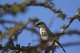 Image of African Desert Sparrow