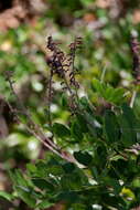 Image of Roemer's Indigo-Bush