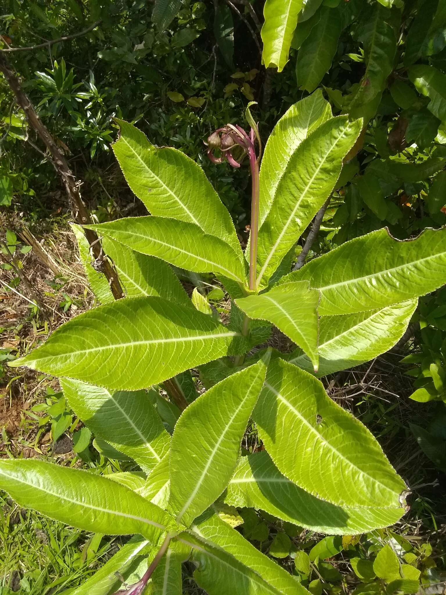 Image of Robust Lobelia