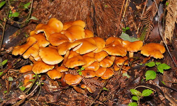 Pholiota malicola (Kauffman) A. H. Sm. 1934 resmi