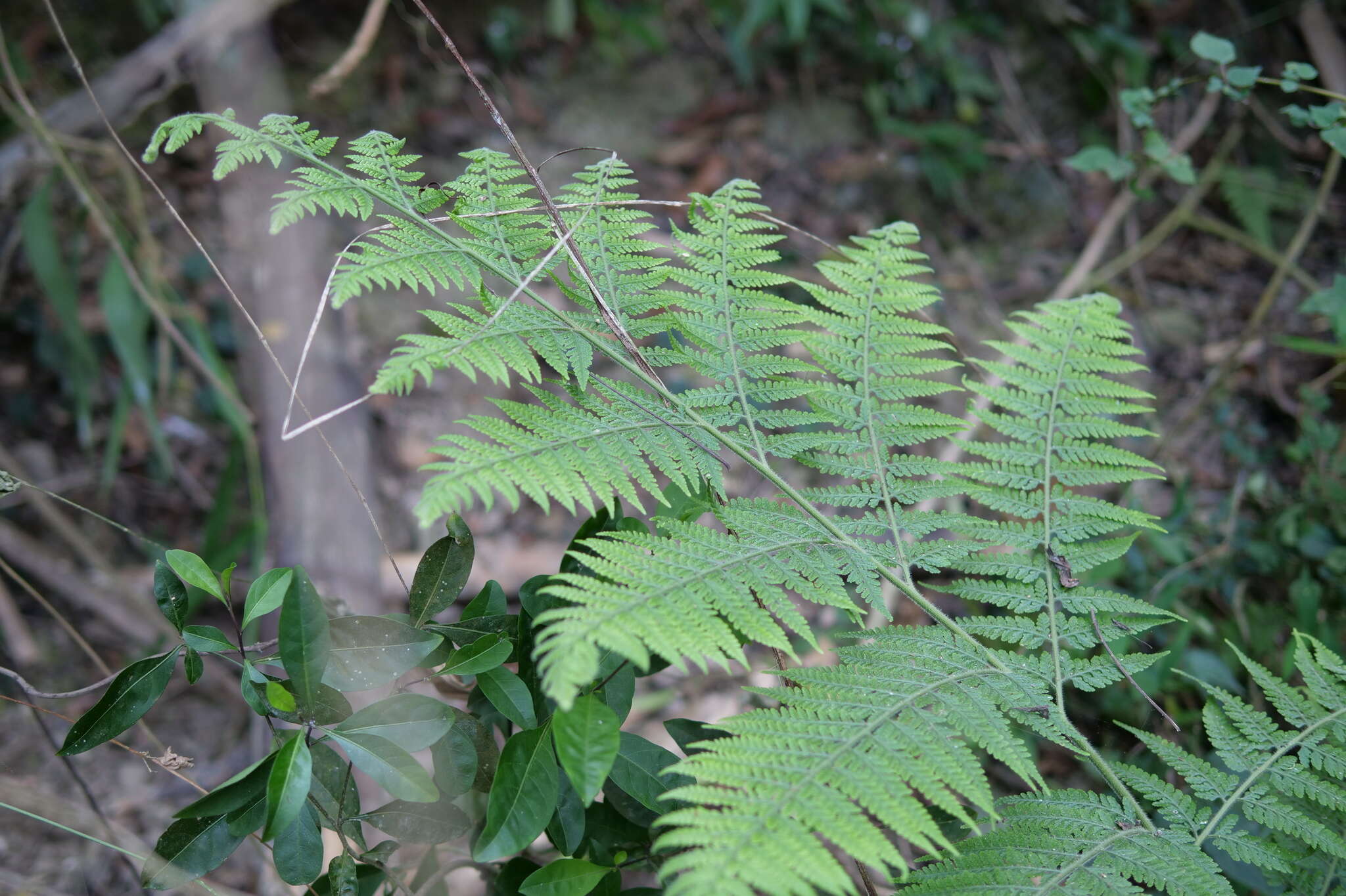 Sivun Microlepia speluncae (L.) Moore kuva