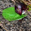 Imagem de Corybas incurvus D. L. Jones & M. A. Clem.