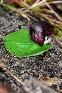 Image of Slaty helmet orchid