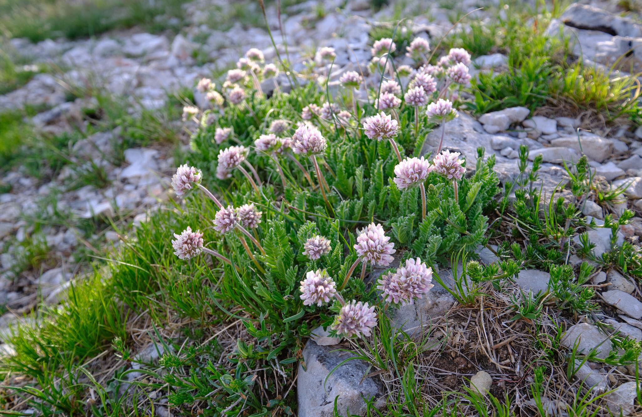 Image of Mountain Kidney Vetch