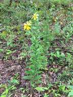 Imagem de Silphium integrifolium var. asperrimum (Hook.) B. L. Turner