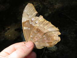 Image of Morpho menelaus amathonte