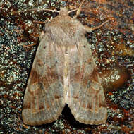 Imagem de Orthosia hibisci Guenée 1852