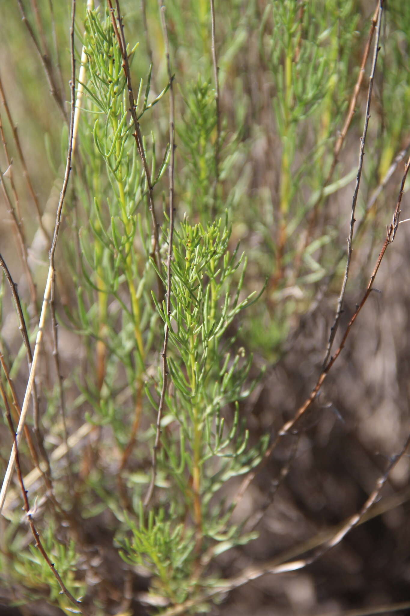 صورة Artemisia salsoloides Willd.