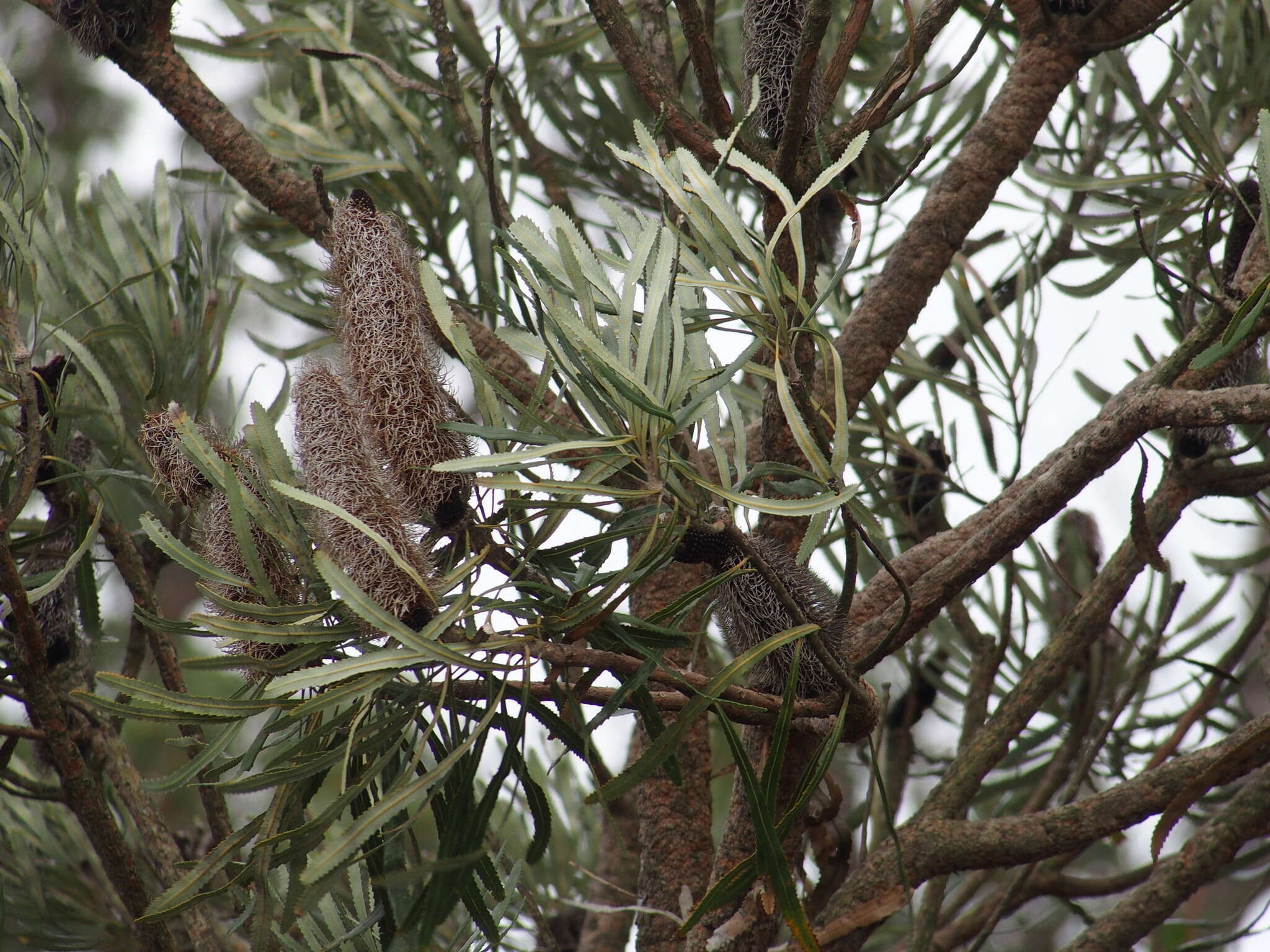 Plancia ëd Banksia attenuata R. Br.