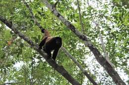 Image of Poeppig's Woolly Monkey