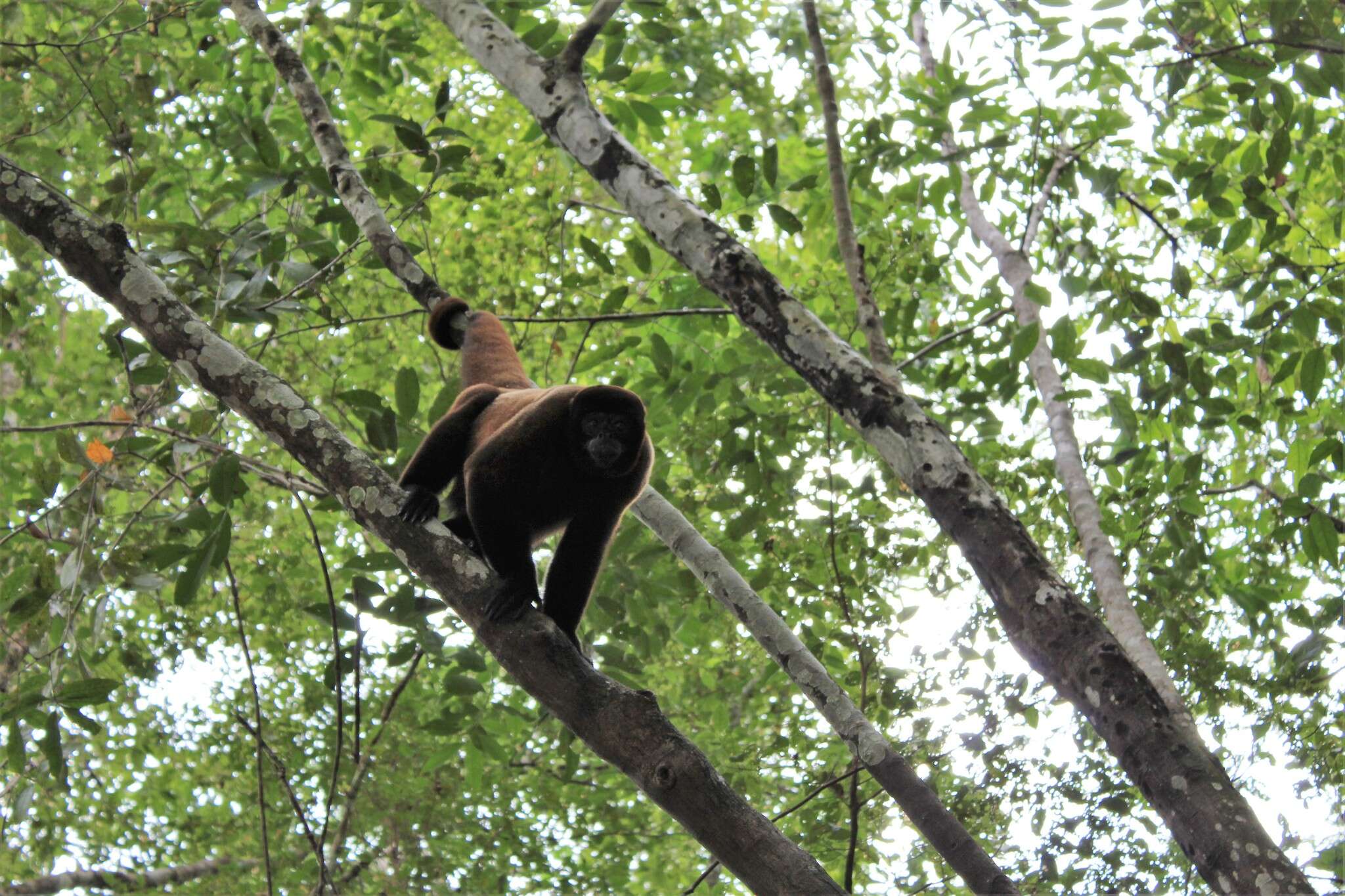 Image of Poeppig's Woolly Monkey