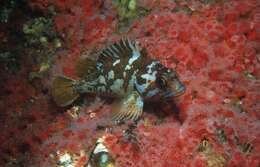 Image of Gopher rockfish