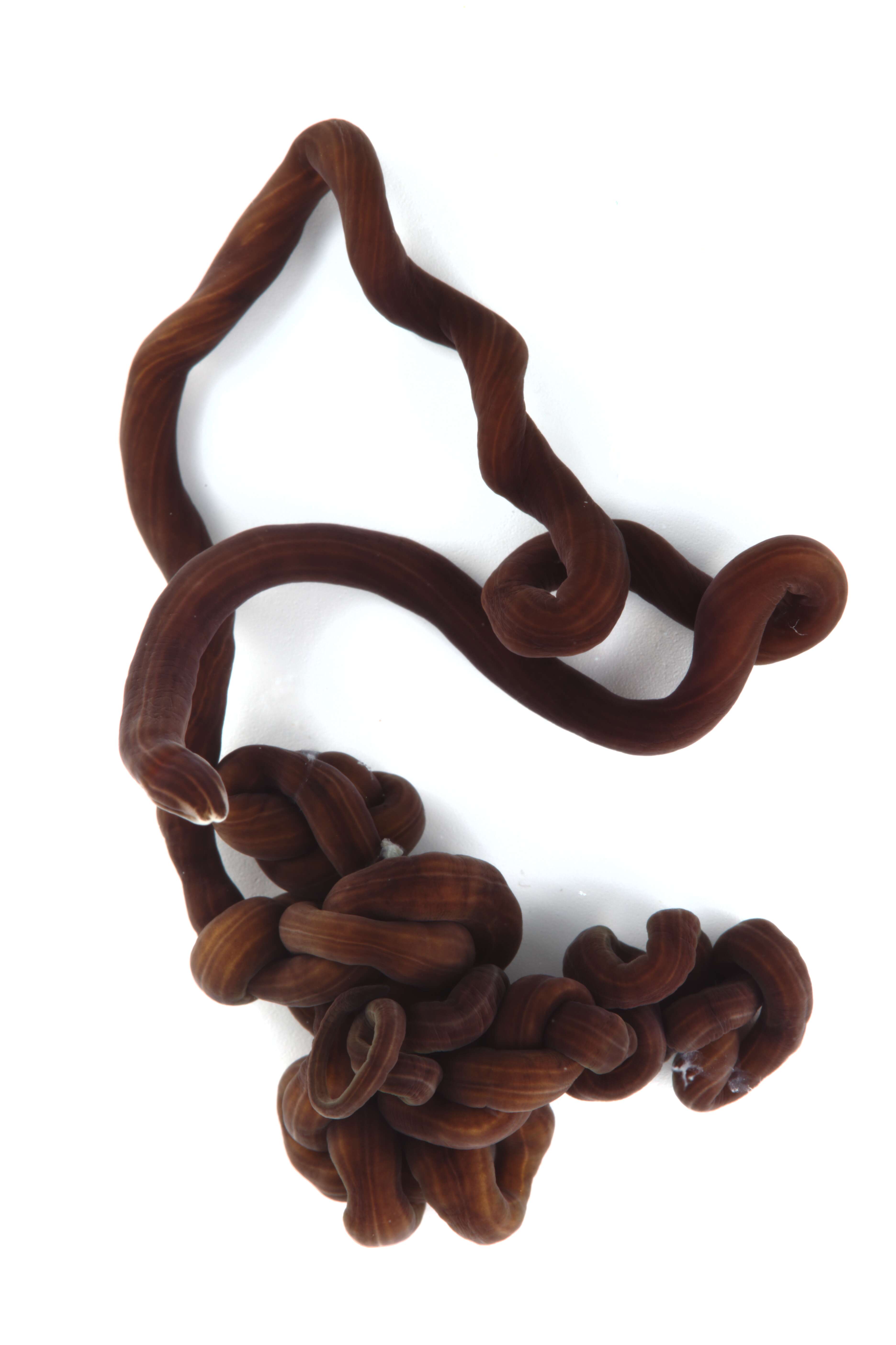 Image of bootlace worm