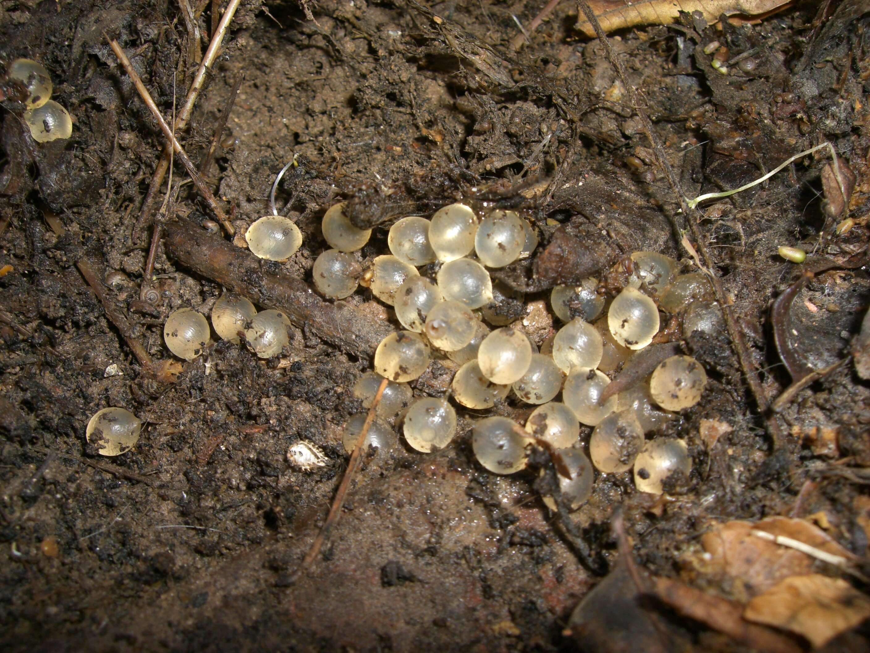 Image of dwarf snail